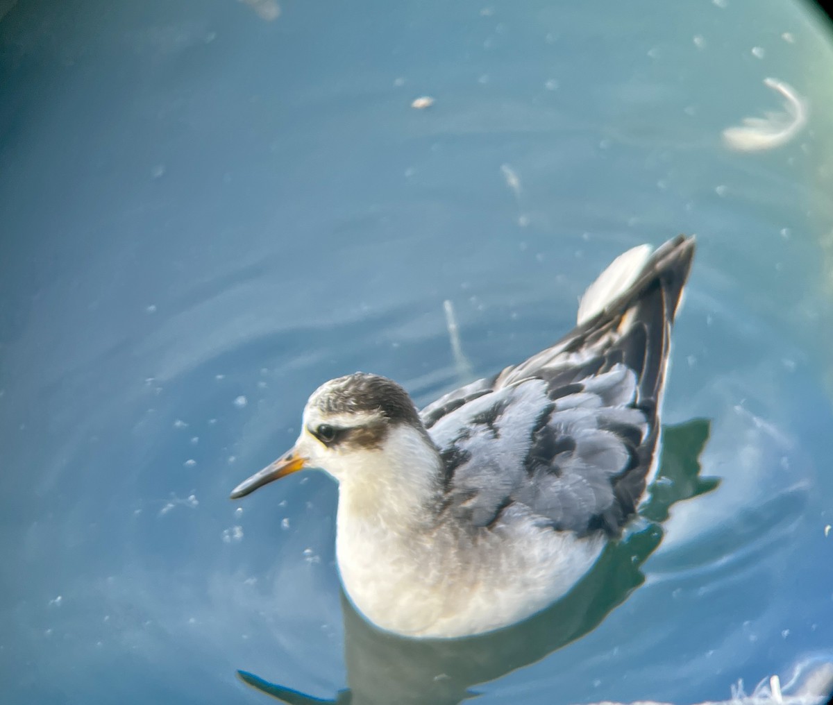 Red Phalarope - ML642507934