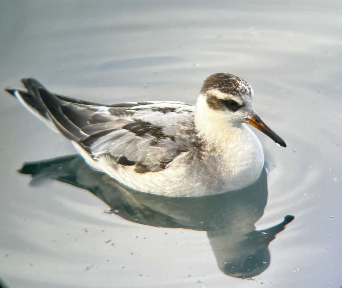 Red Phalarope - ML642507935