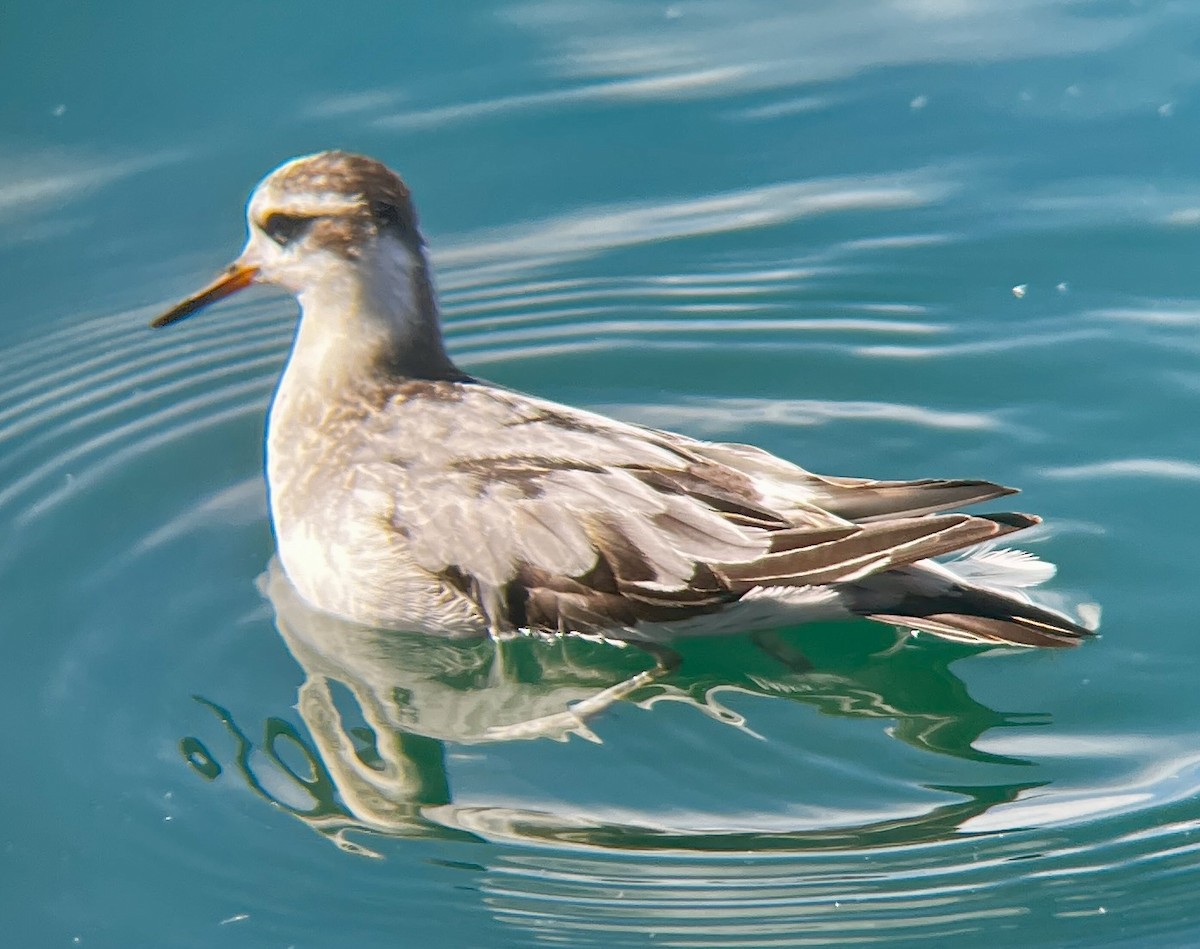 Red Phalarope - ML642507936