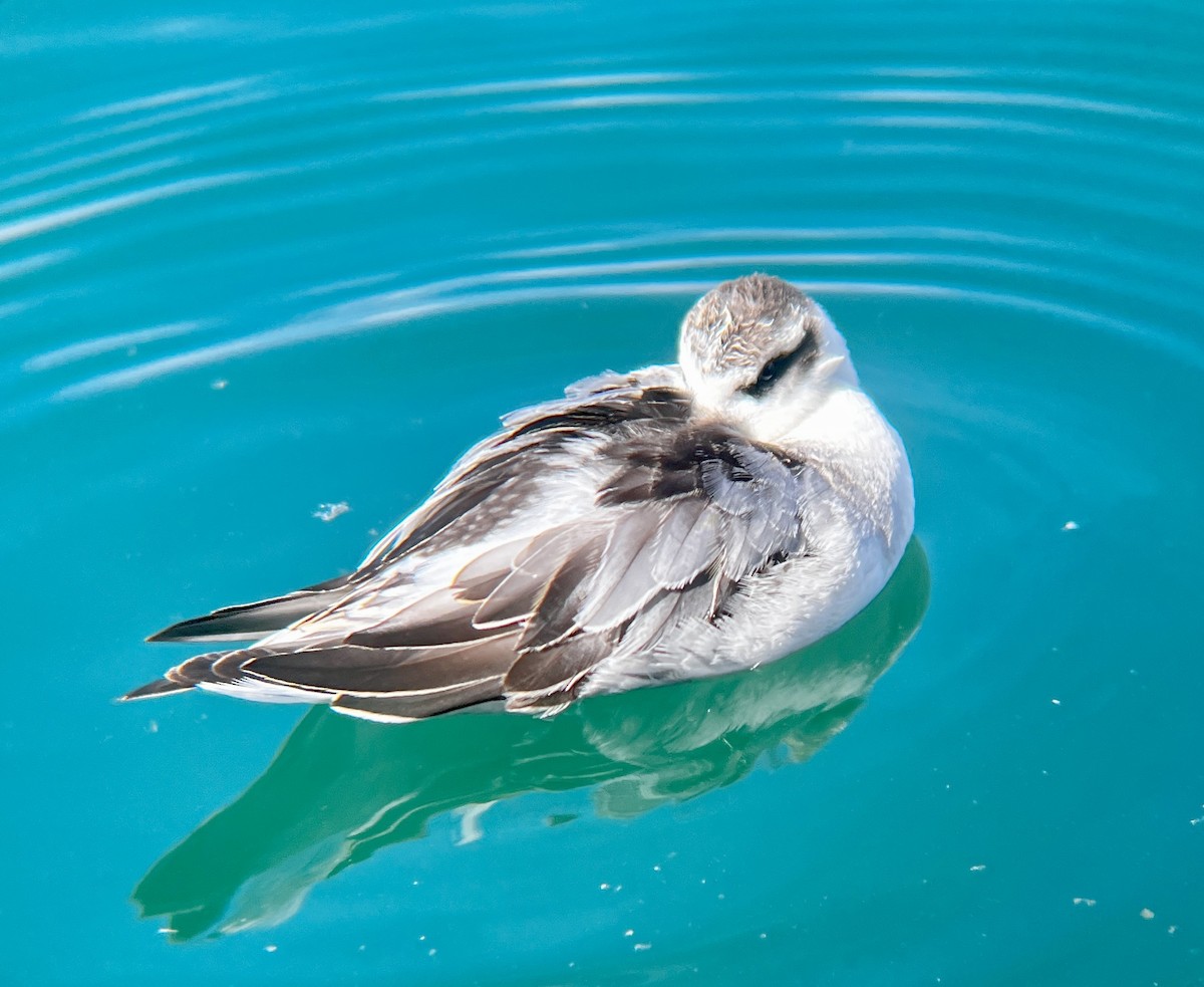 Red Phalarope - ML642507937
