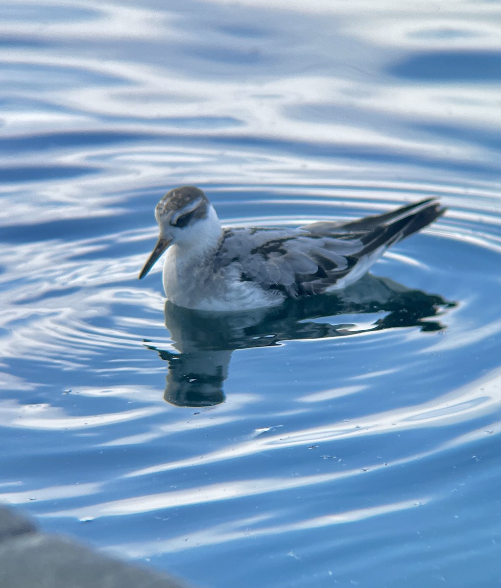 Red Phalarope - ML642507938