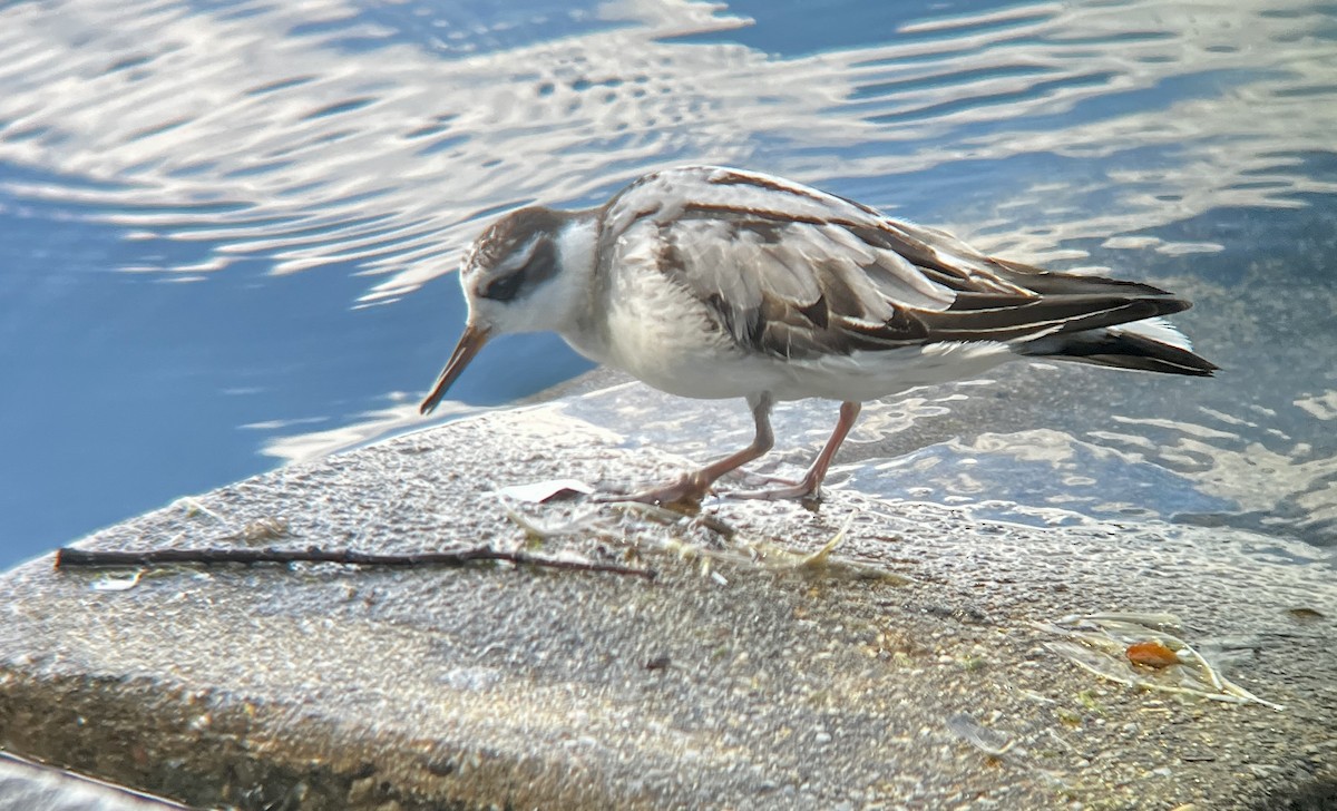 Red Phalarope - ML642507939