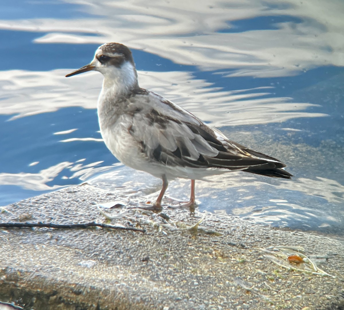 Red Phalarope - ML642507940