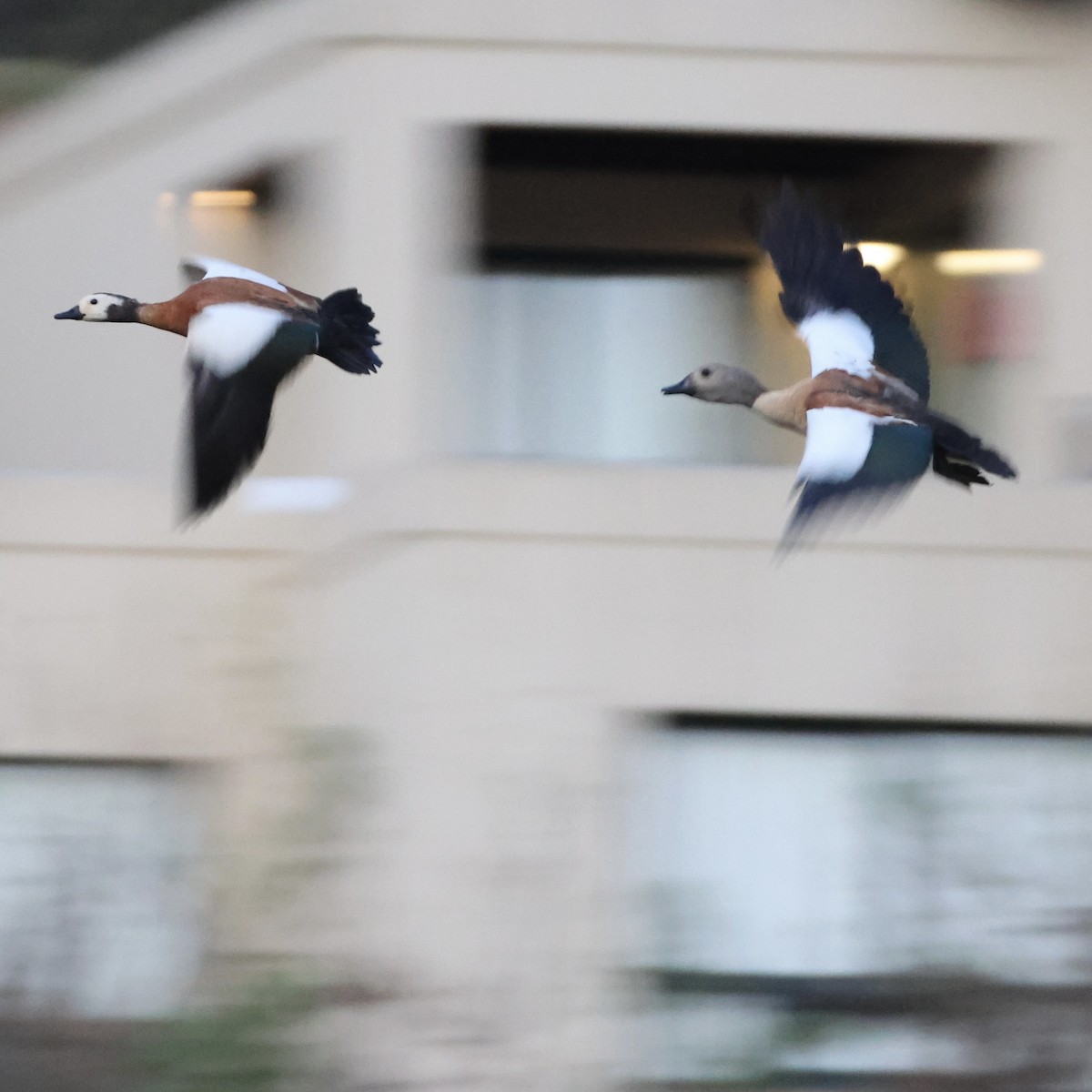 South African Shelduck - ML642507959