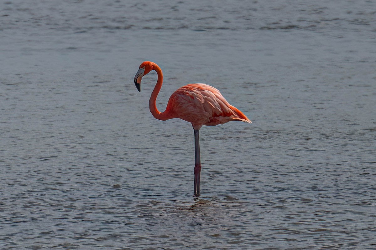 American Flamingo - ML642507966