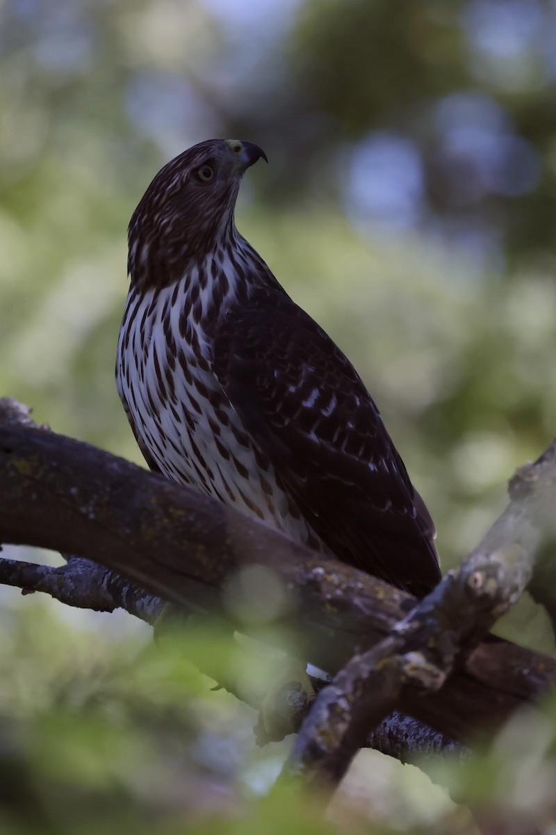 Cooper's Hawk - ML642507976