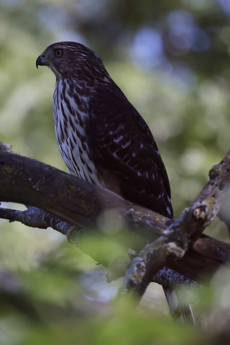 Cooper's Hawk - ML642507977