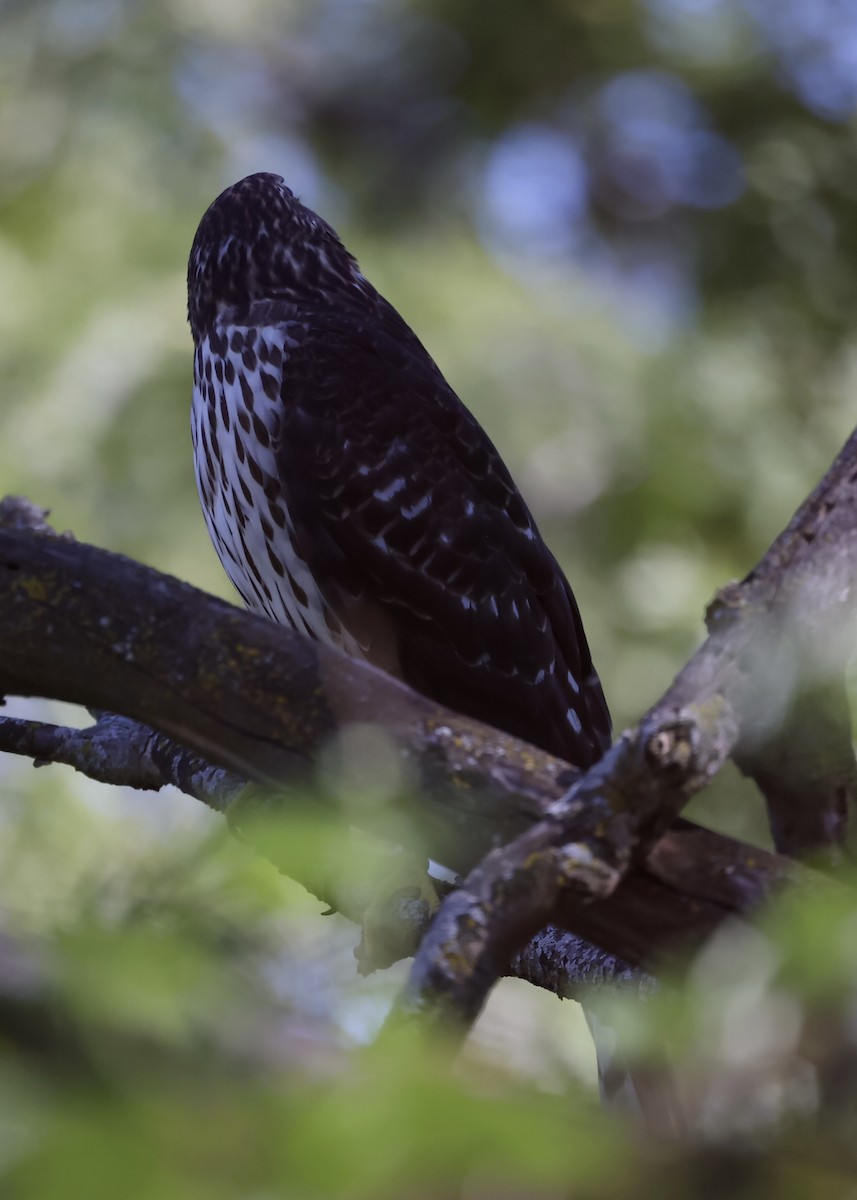 Cooper's Hawk - ML642507978