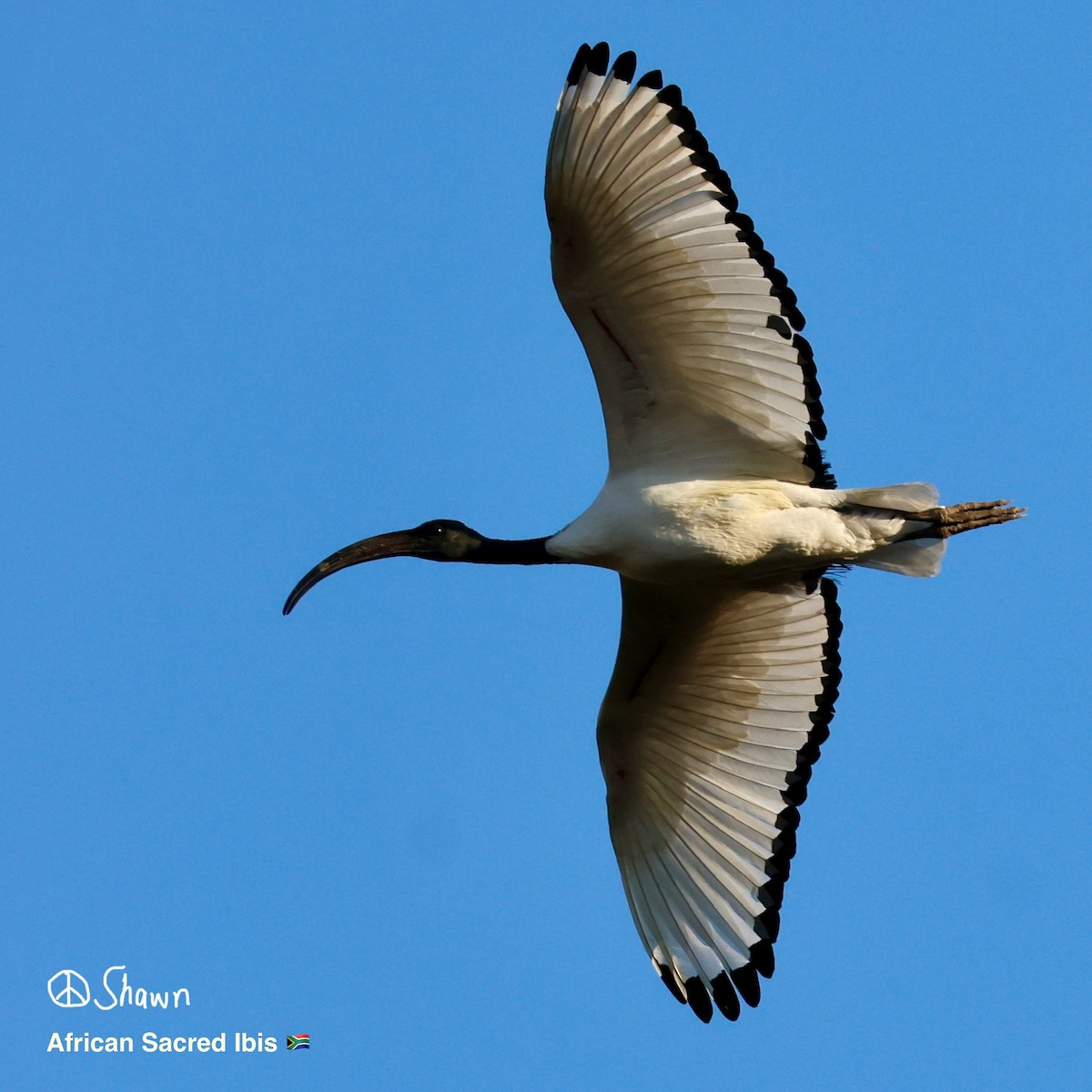ibis posvátný - ML642507982