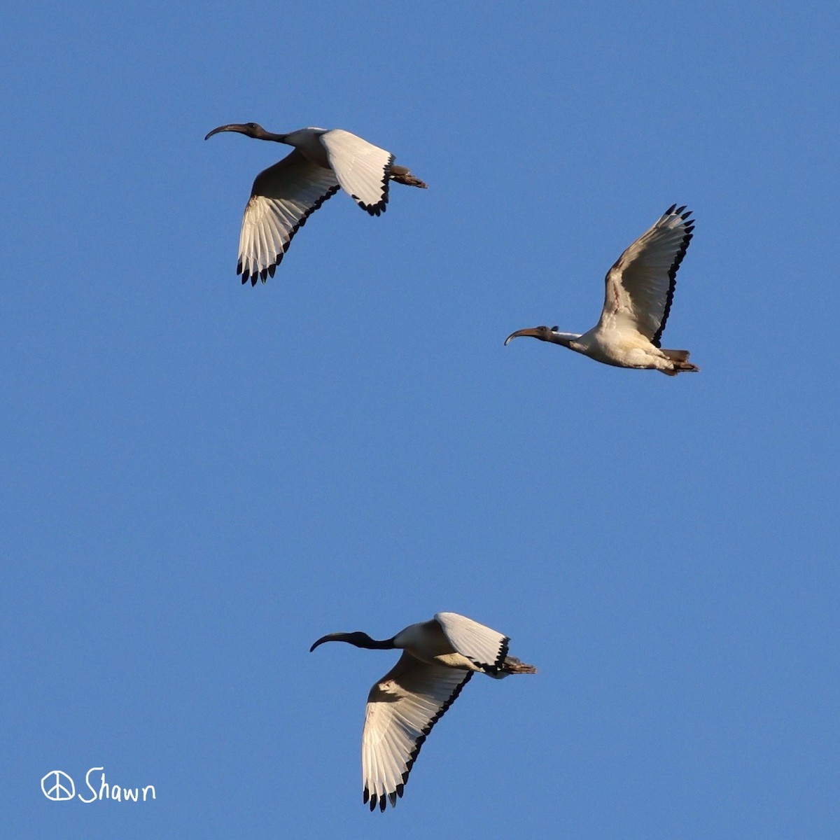 ibis posvátný - ML642507983