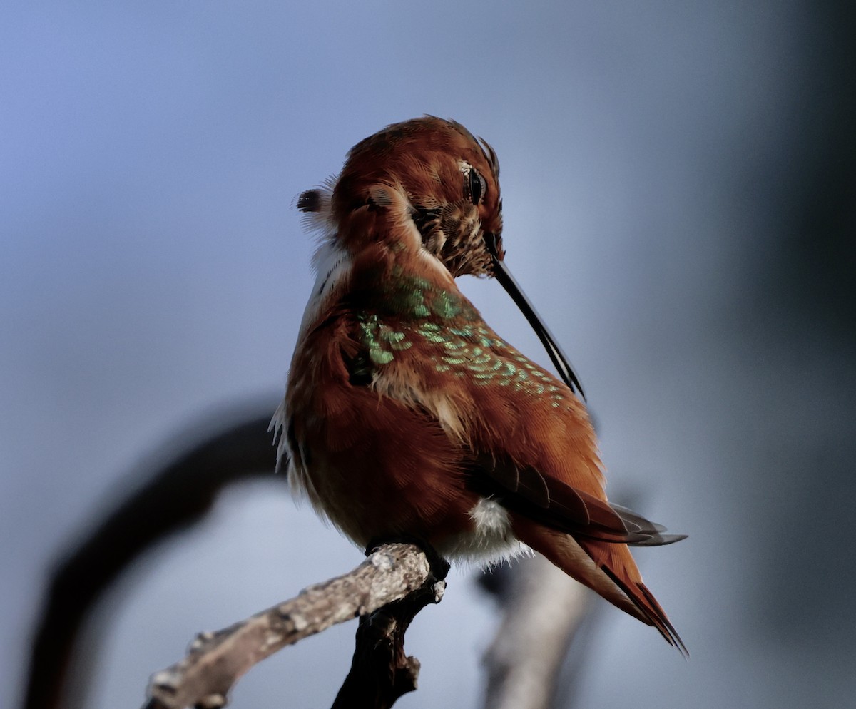 rødkolibri/chaparralkolibri - ML642507986