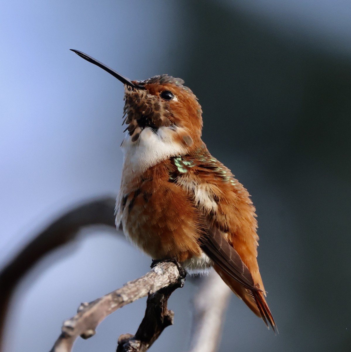 rødkolibri/chaparralkolibri - ML642507988