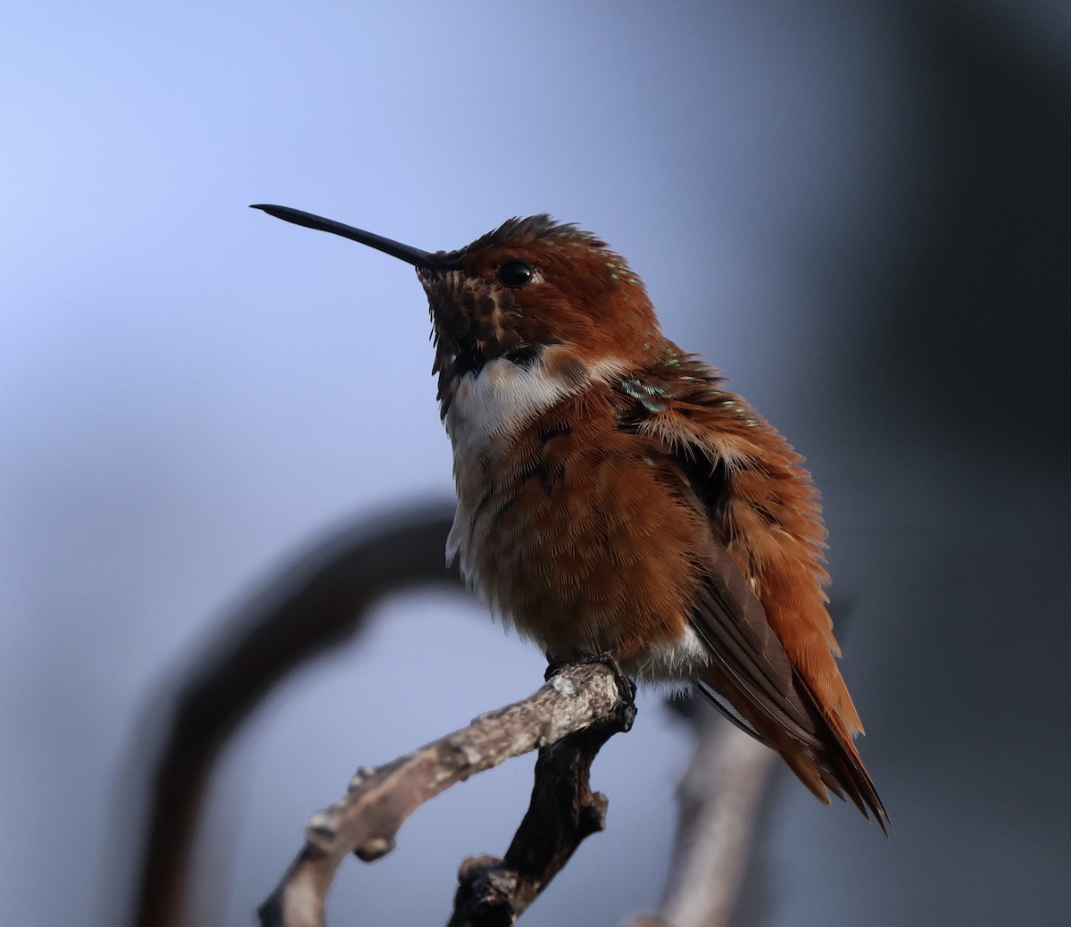 rødkolibri/chaparralkolibri - ML642507989
