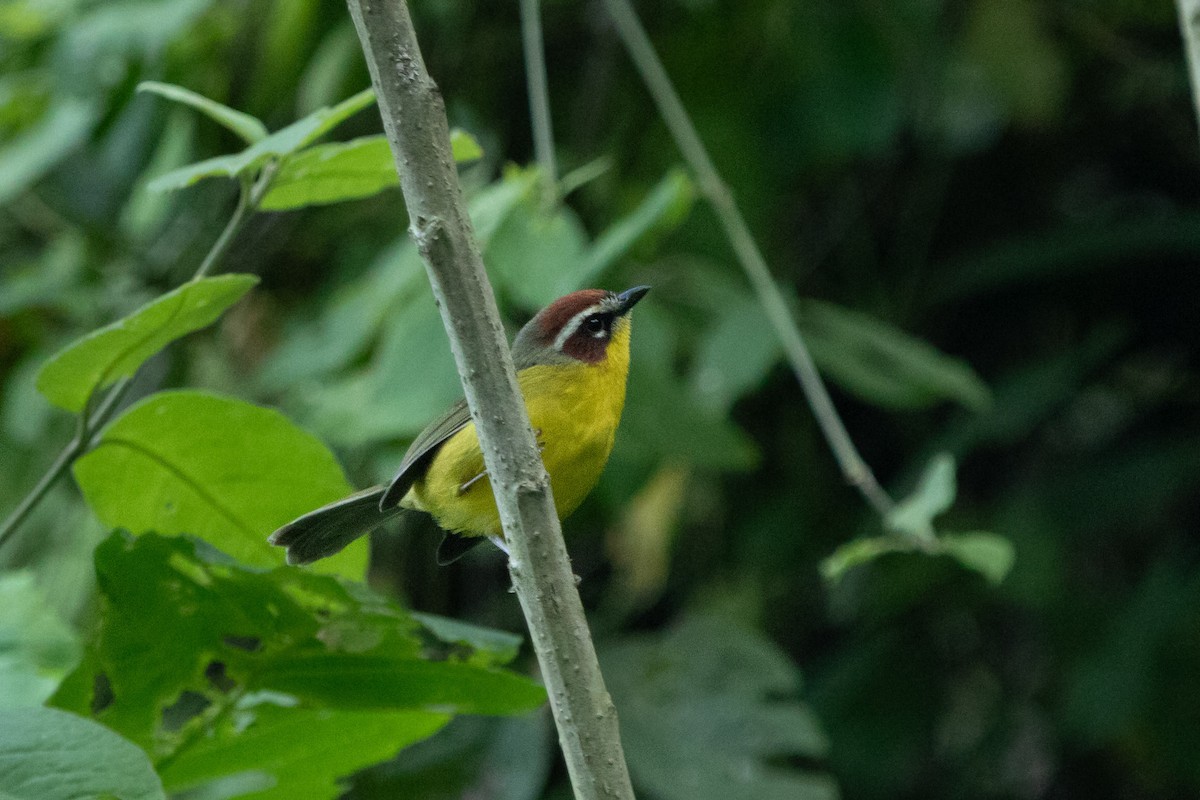 Chestnut-capped Warbler - ML642507994