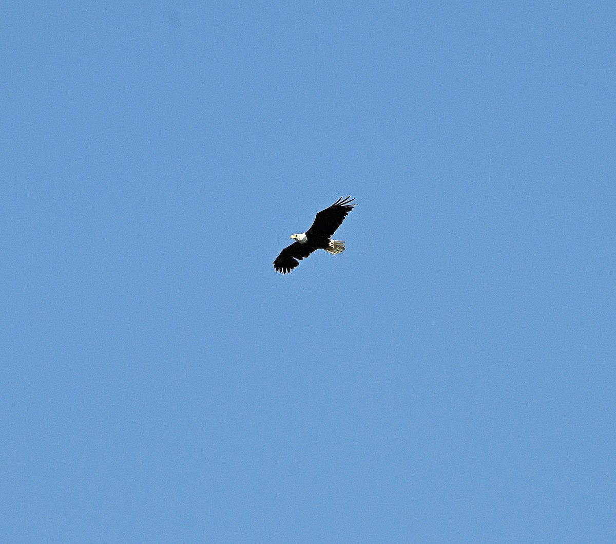 Bald Eagle - ML642507997