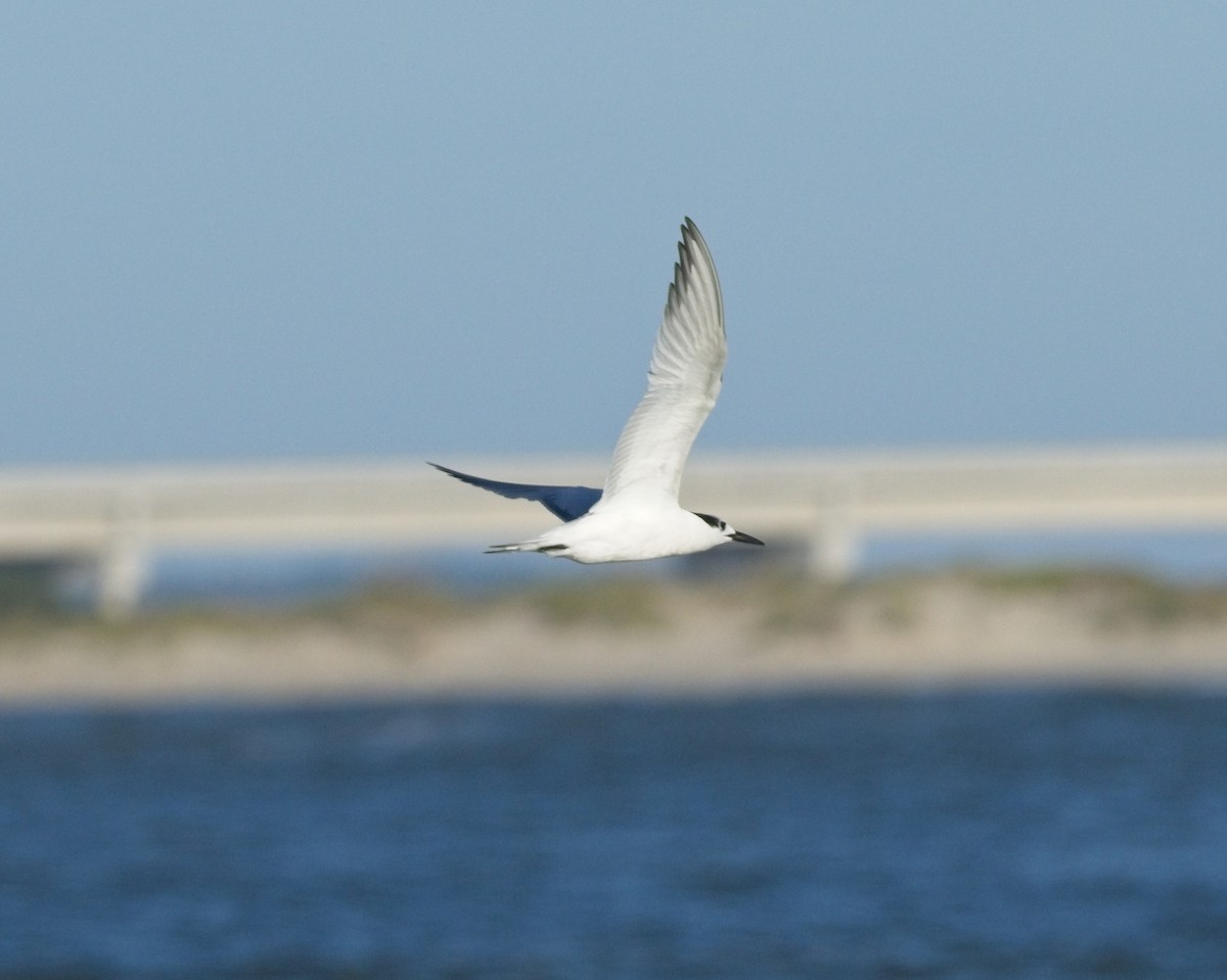 白嘴端燕鷗 - ML642508001