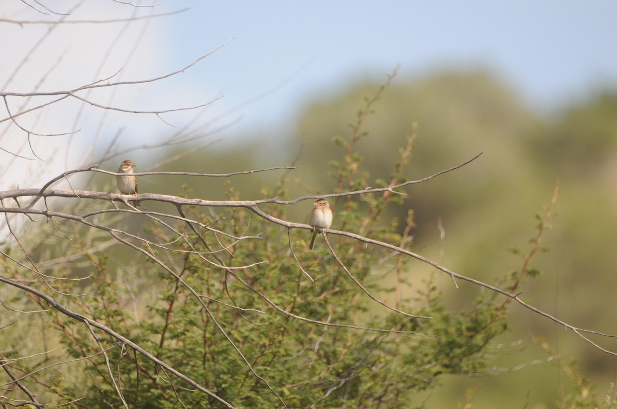 Clay-colored Sparrow - ML642508024