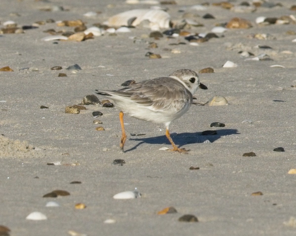 Piping Plover - ML642508034