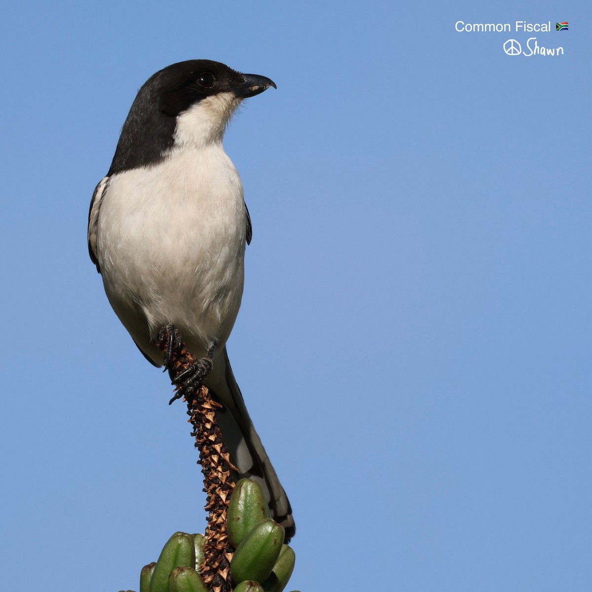 Southern Fiscal - ML642508038