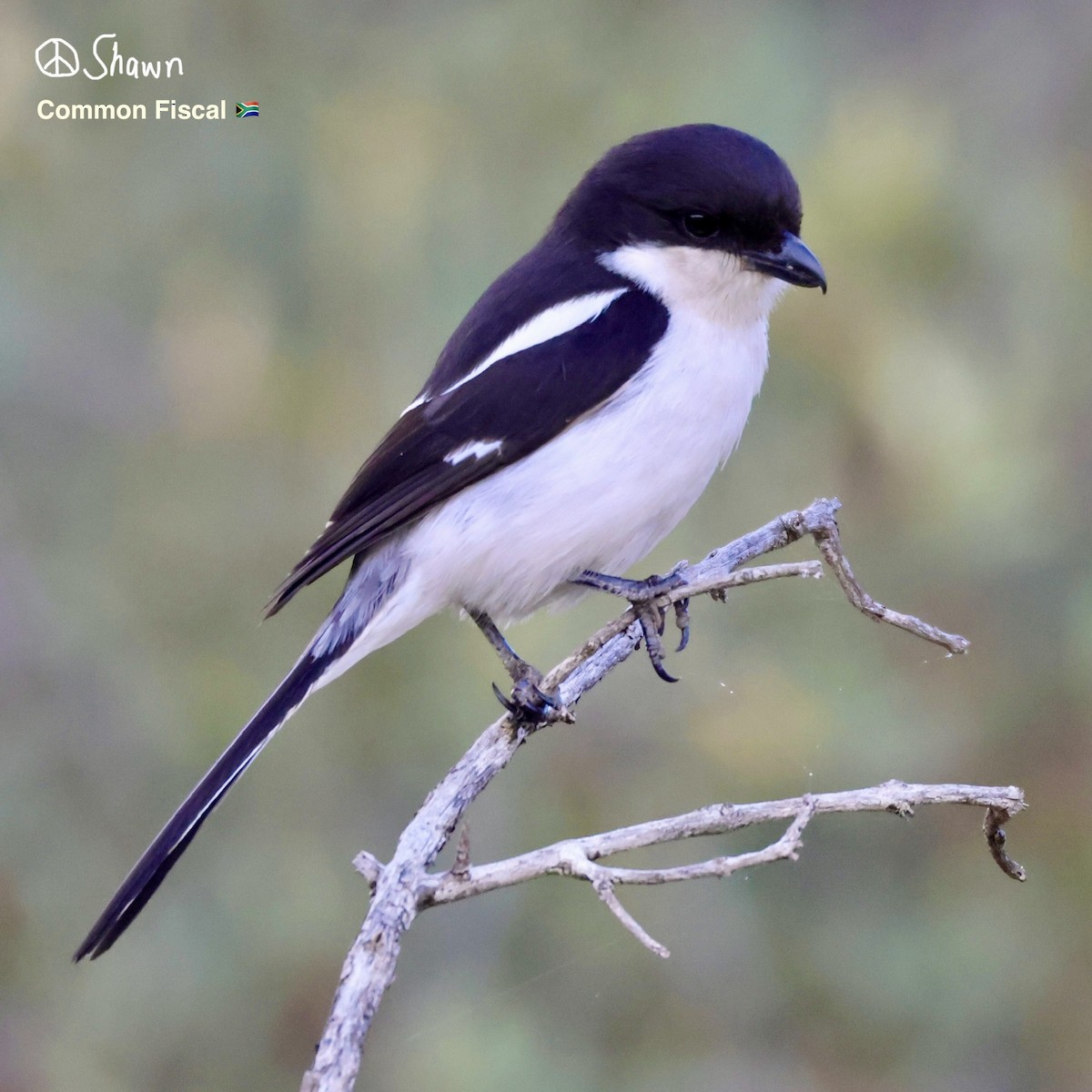Southern Fiscal - ML642508039