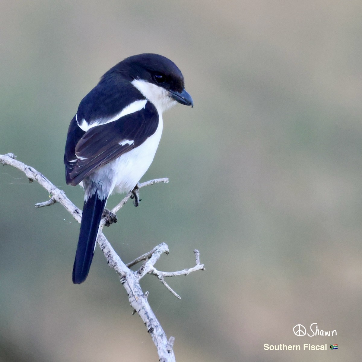 Southern Fiscal - ML642508040