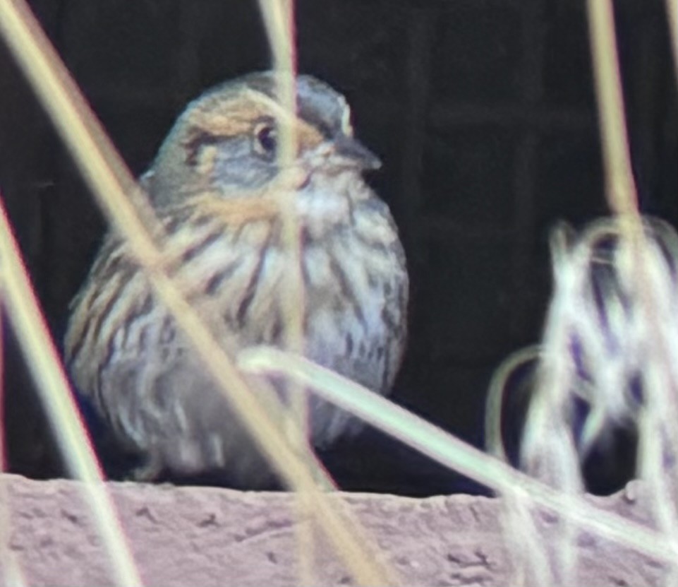 Saltmarsh Sparrow - ML642508046