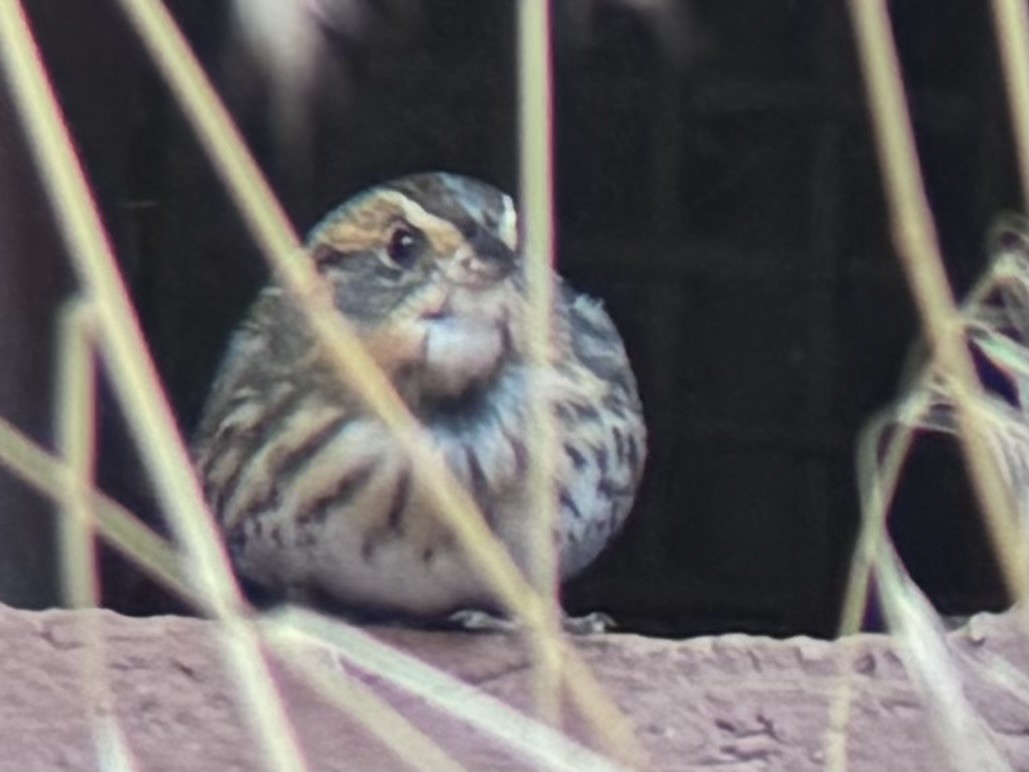 Saltmarsh Sparrow - ML642508047