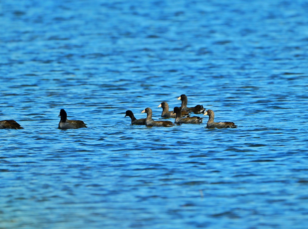 American Coot - Nick Paarlberg