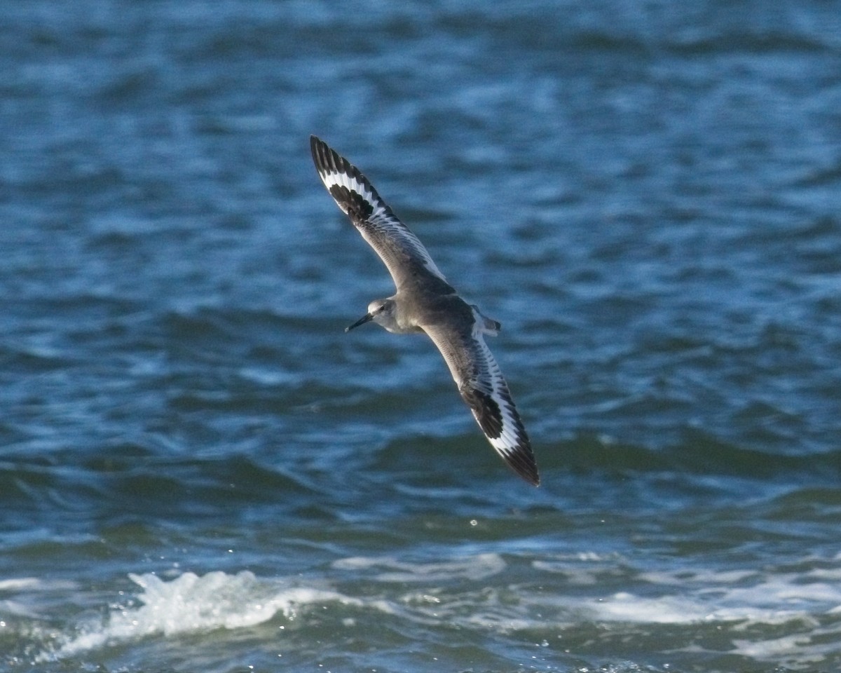 Willet - ML642508091