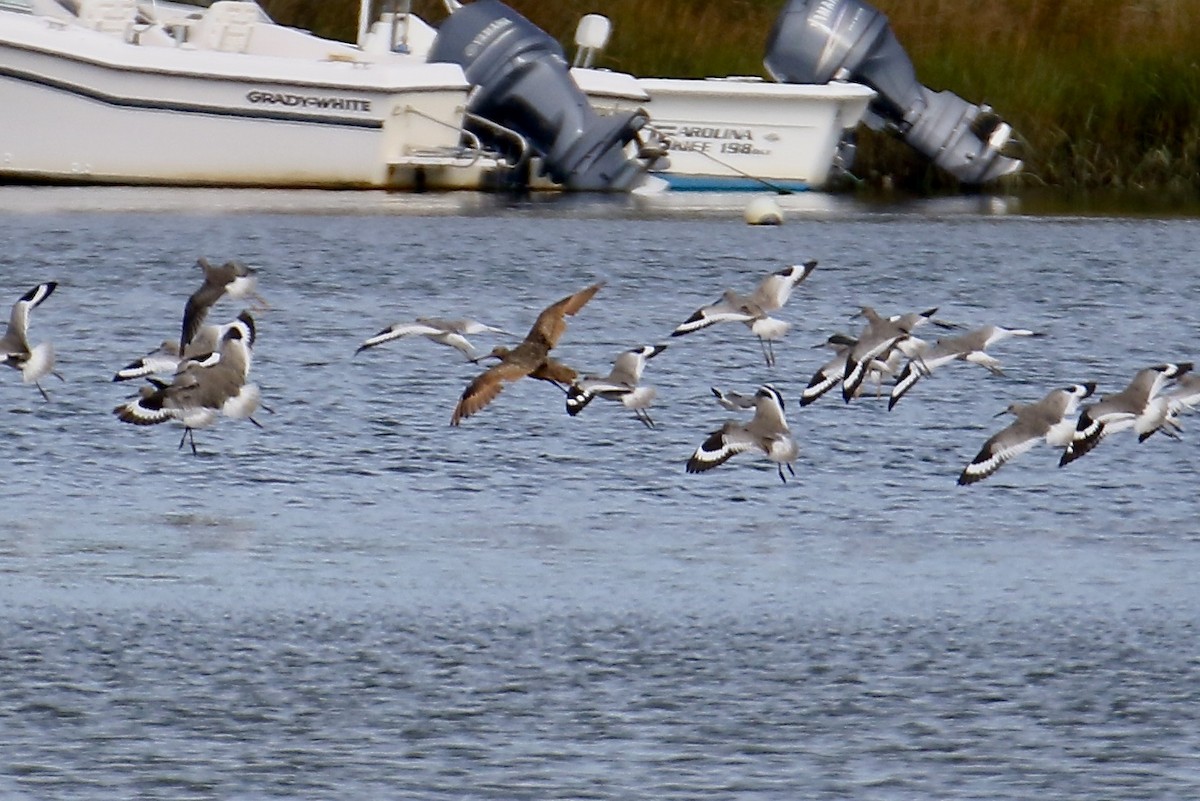 Marbled Godwit - ML642508092