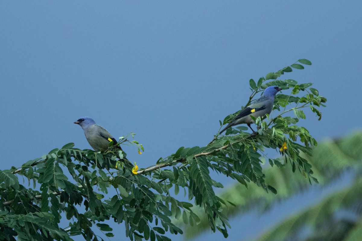 Yellow-winged Tanager - ML642508137