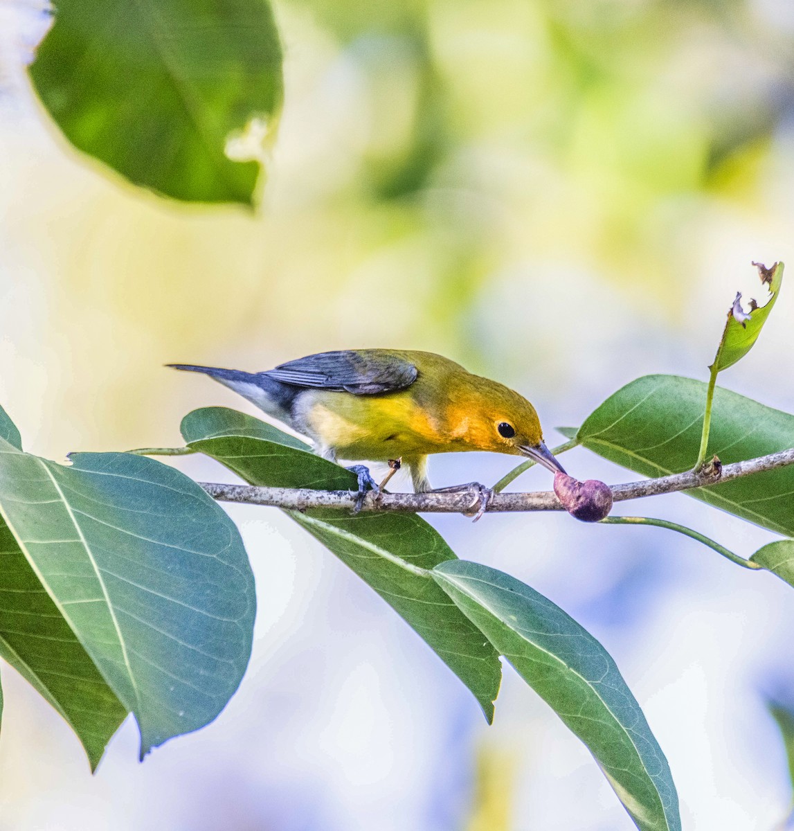 Prothonotary Warbler - ML642508139
