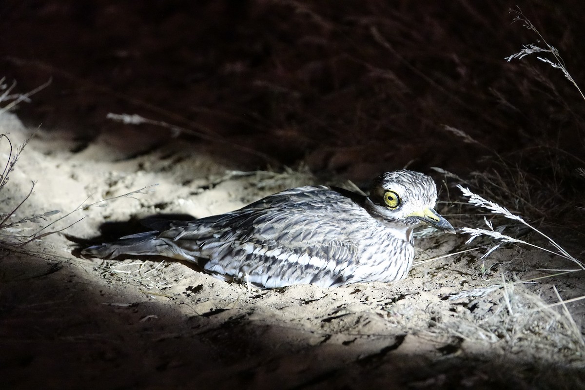 Indian Thick-knee - ML642508146