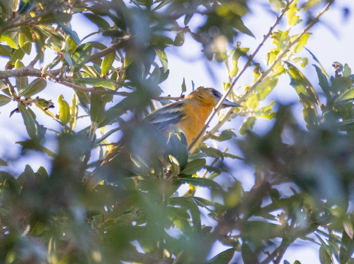 Baltimore Oriole - ML642508151
