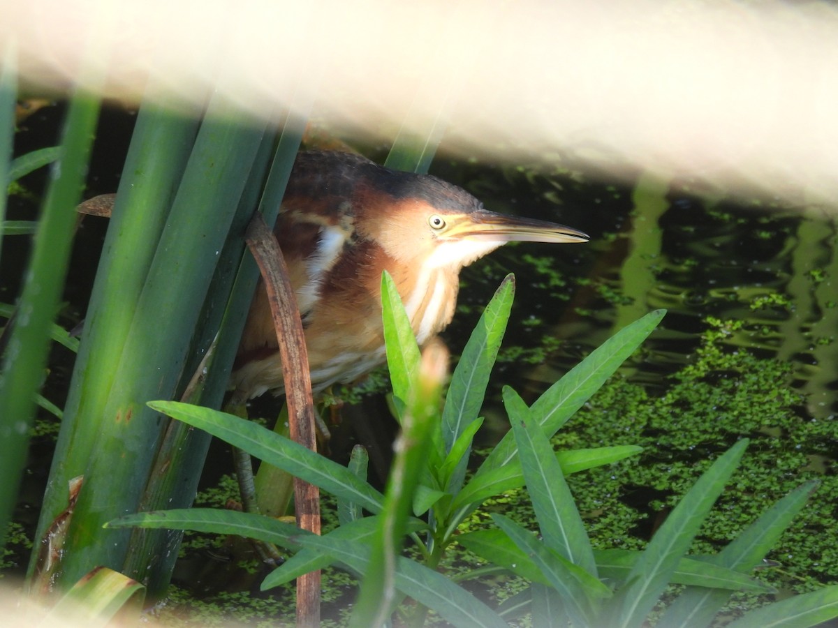 Least Bittern - ML642508154