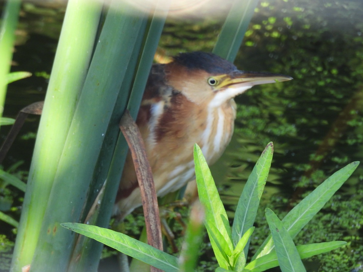 Least Bittern - ML642508158