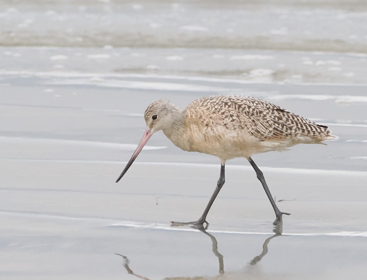 Marbled Godwit - ML642508170