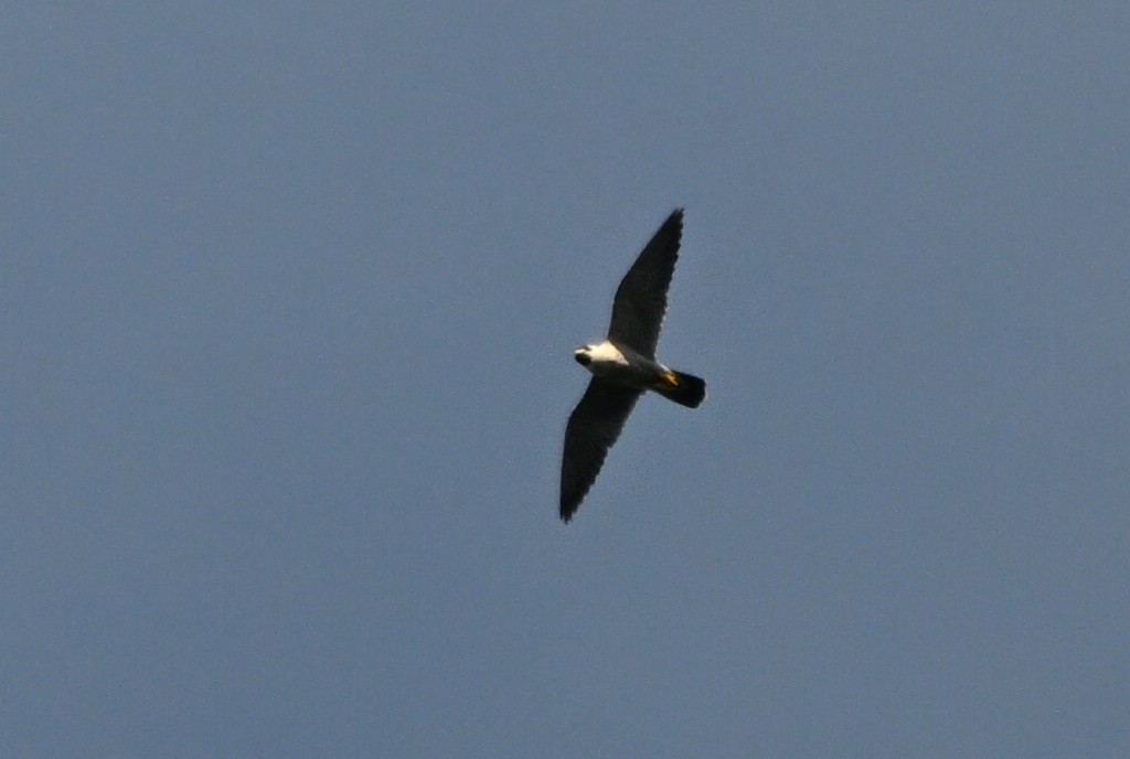 Peregrine Falcon - ML642508216