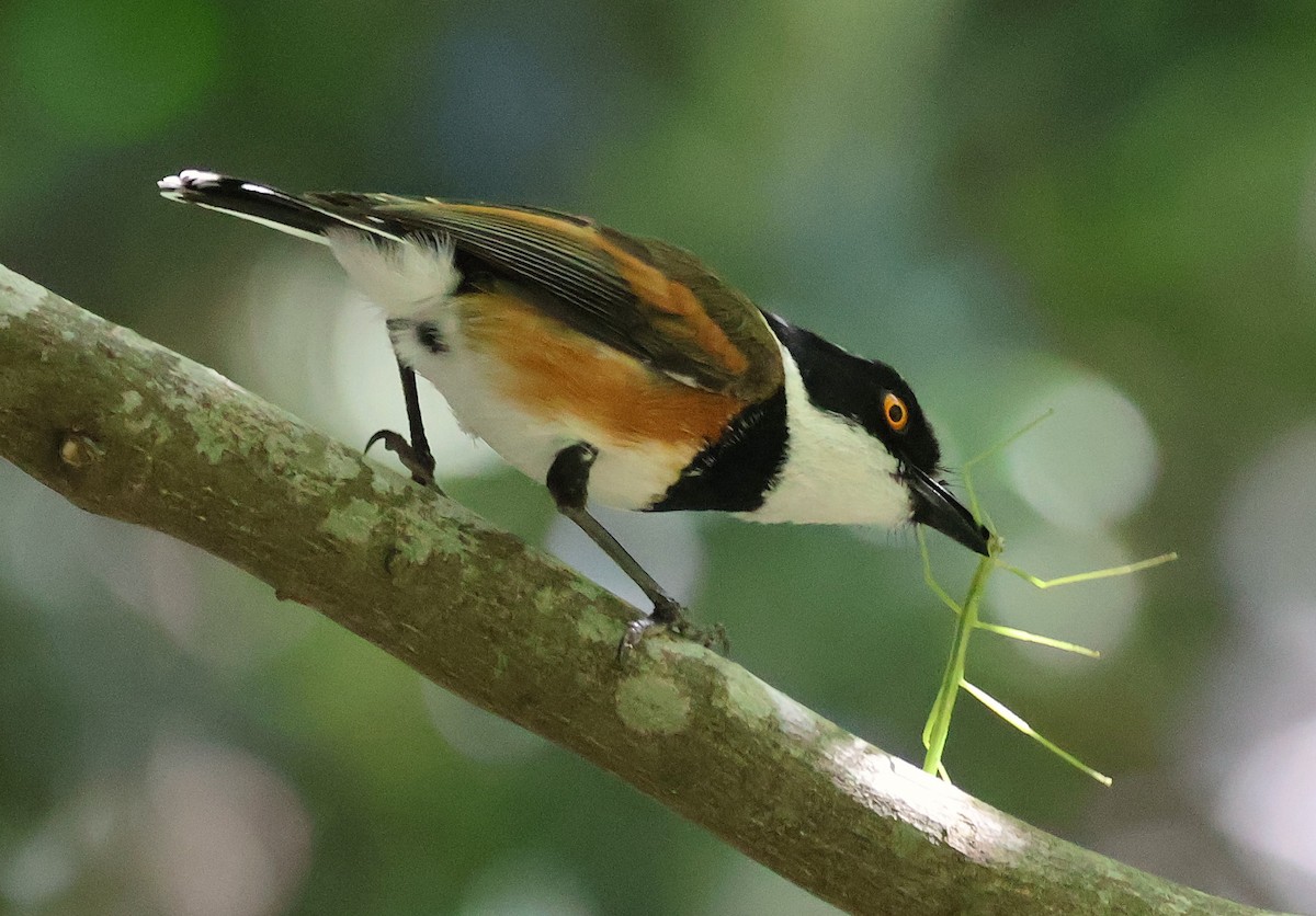 Cape Batis (Cape) - ML642508237