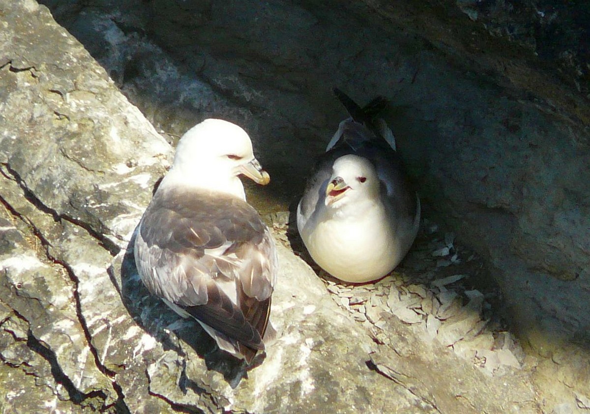 Eissturmvogel - ML642508252