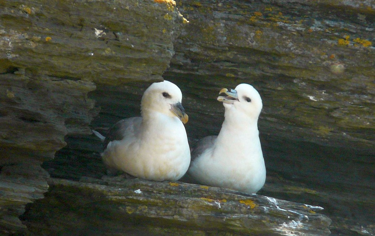 Eissturmvogel - ML642508254