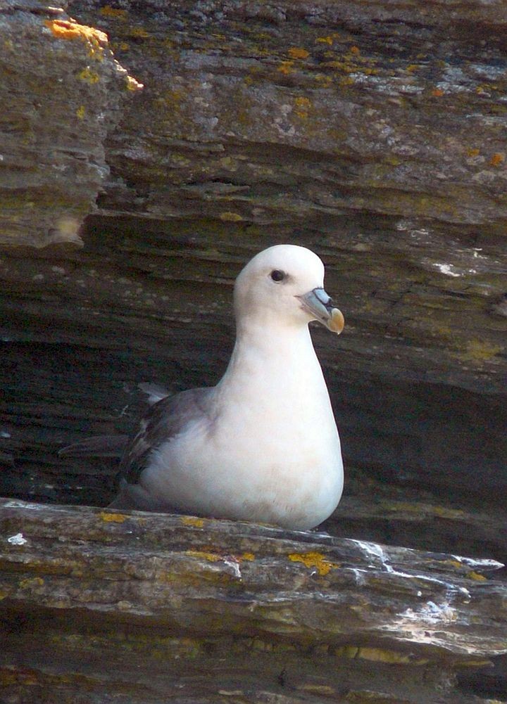 Eissturmvogel - ML642508255