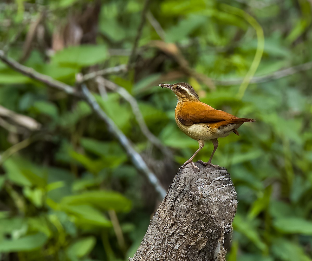 Pale-billed Hornero - ML642508264