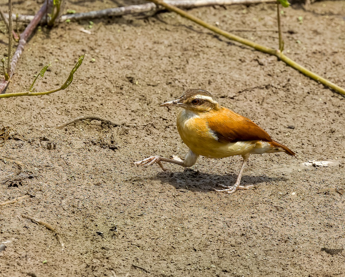 Pale-billed Hornero - ML642508265