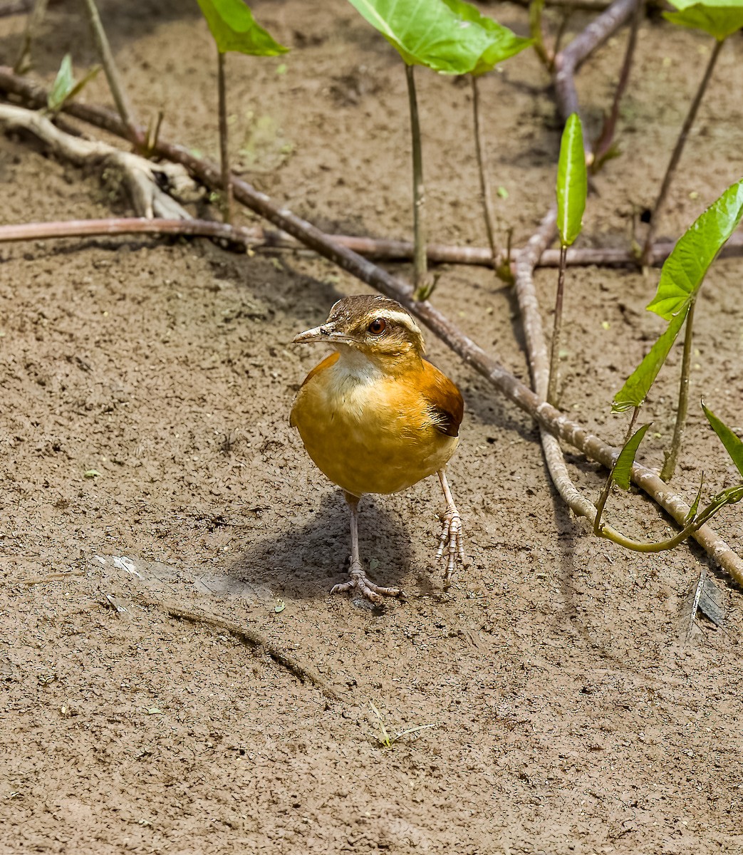 Pale-billed Hornero - ML642508266