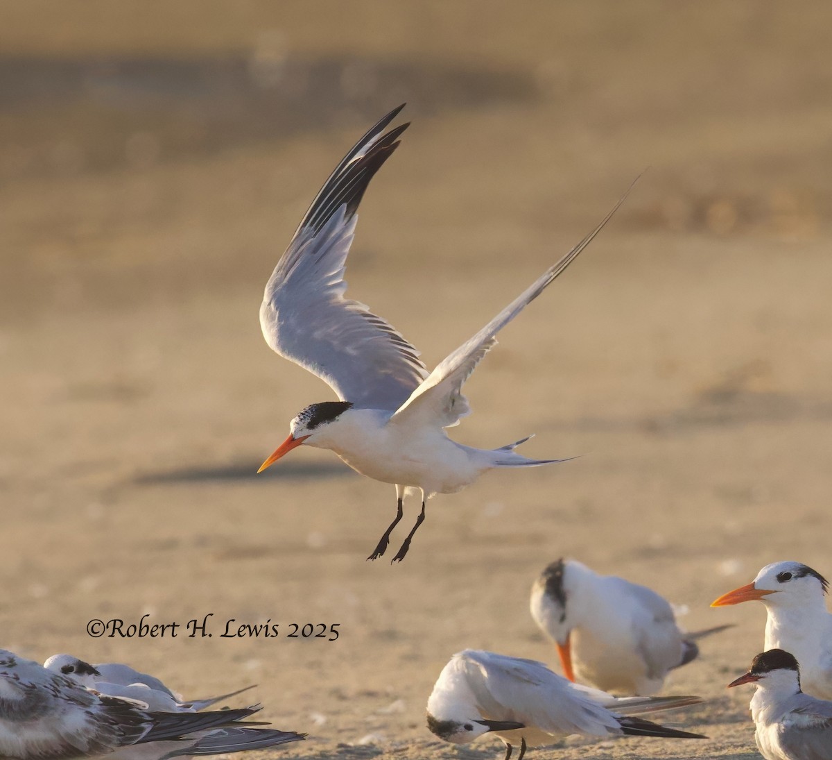 langnebbterne - ML642508277