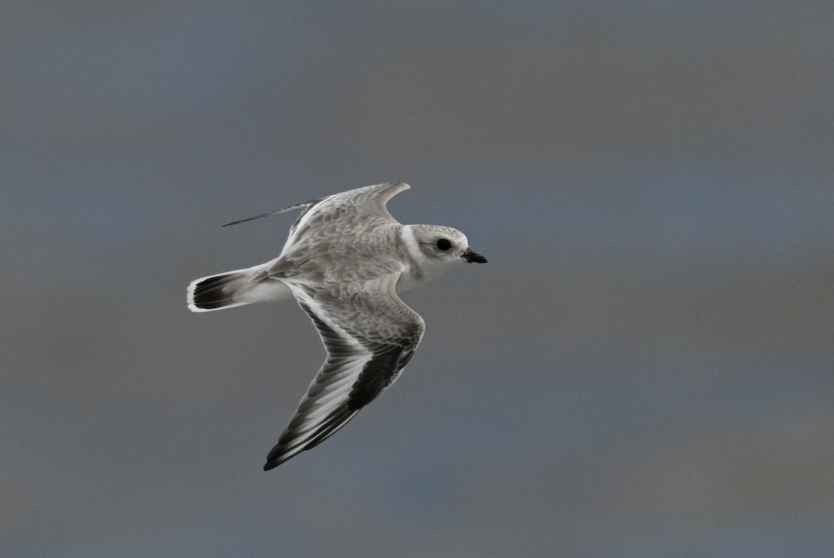 Piping Plover - ML642508279