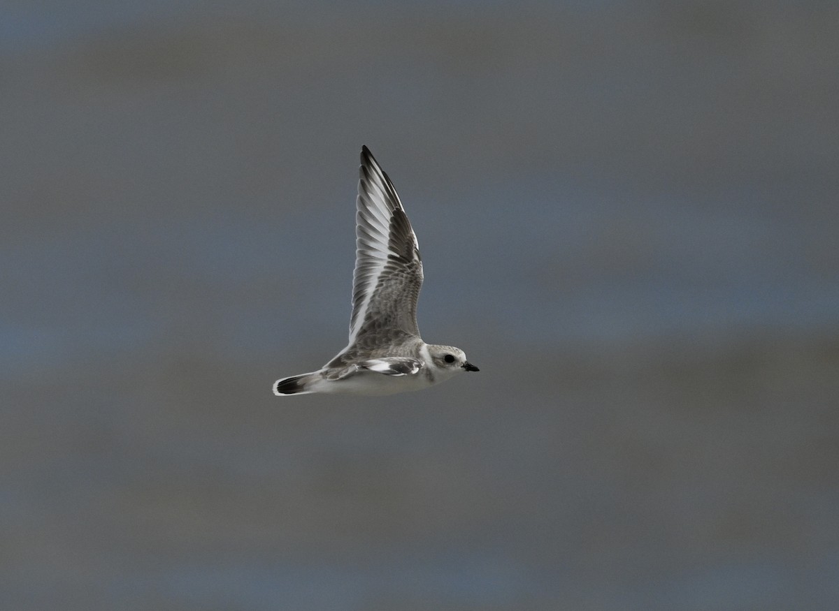Piping Plover - ML642508280