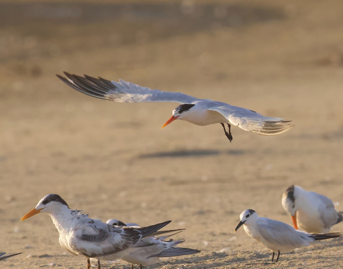 langnebbterne - ML642508281