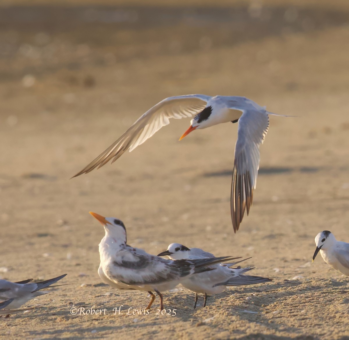 langnebbterne - ML642508286